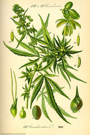 Cannabis Sativa